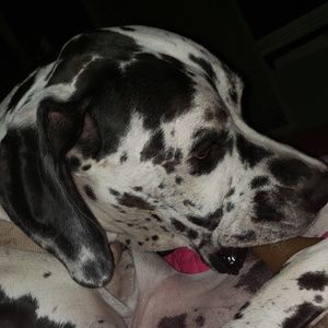 Meet your Posher, Diana